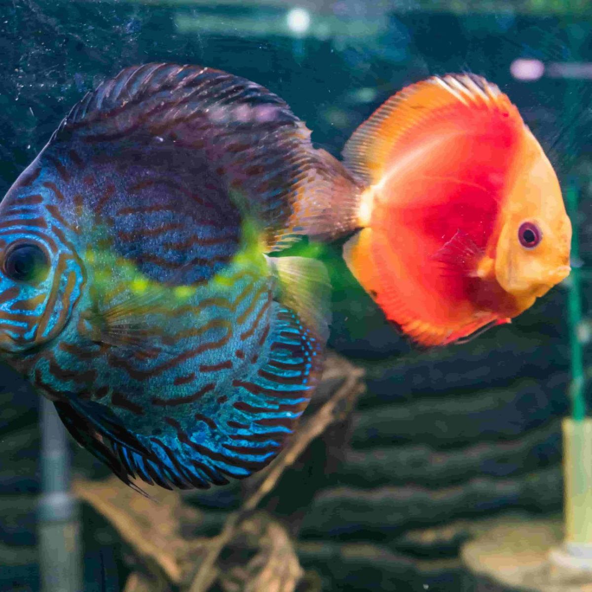 Tienda especializada en acuarios y peces tropicales