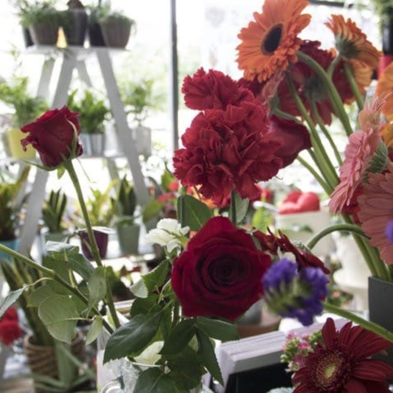 FLORISTERIA GAIARRE